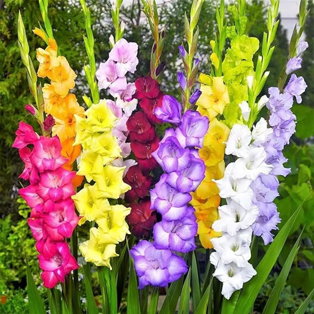Gladiolus Garden flower seeds