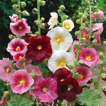 Hollyhock flower seeds