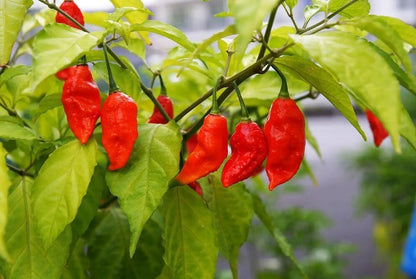 Scorpion Pepper Seeds for Planting – Heirloom Hot Pepper Seeds