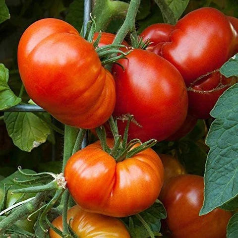 Giant Tomato Seeds