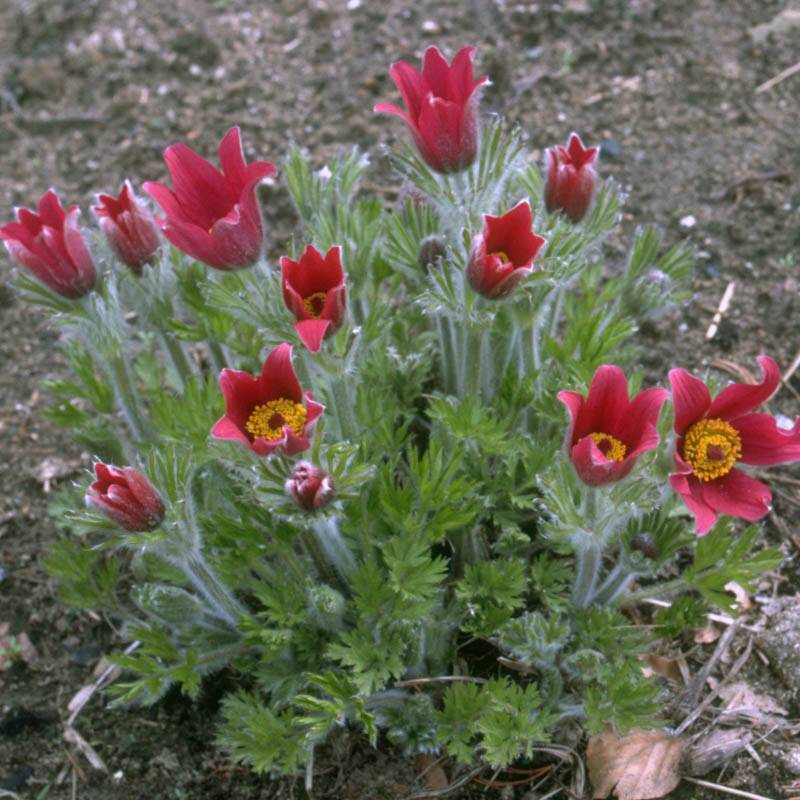 Kuhschelle flower seeds