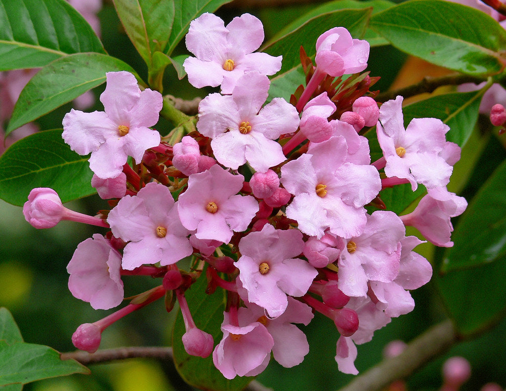 Luculia Gratissima flower seeds