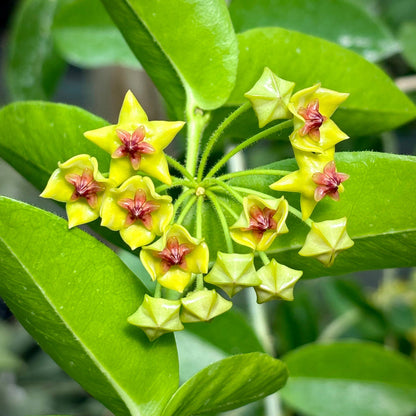 Hoya Carnosa flower seeds