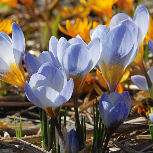 Blue White flower seeds