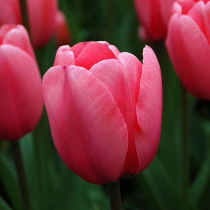 Pale Pink Tulip plant