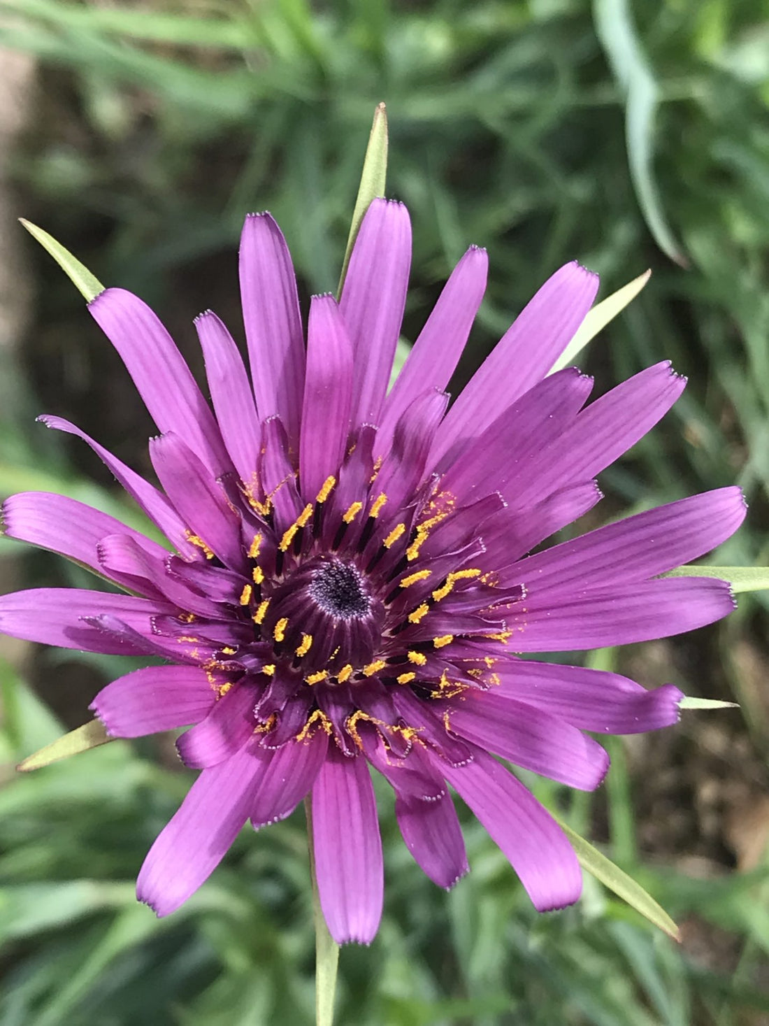 Salsify Edible flower seeds
