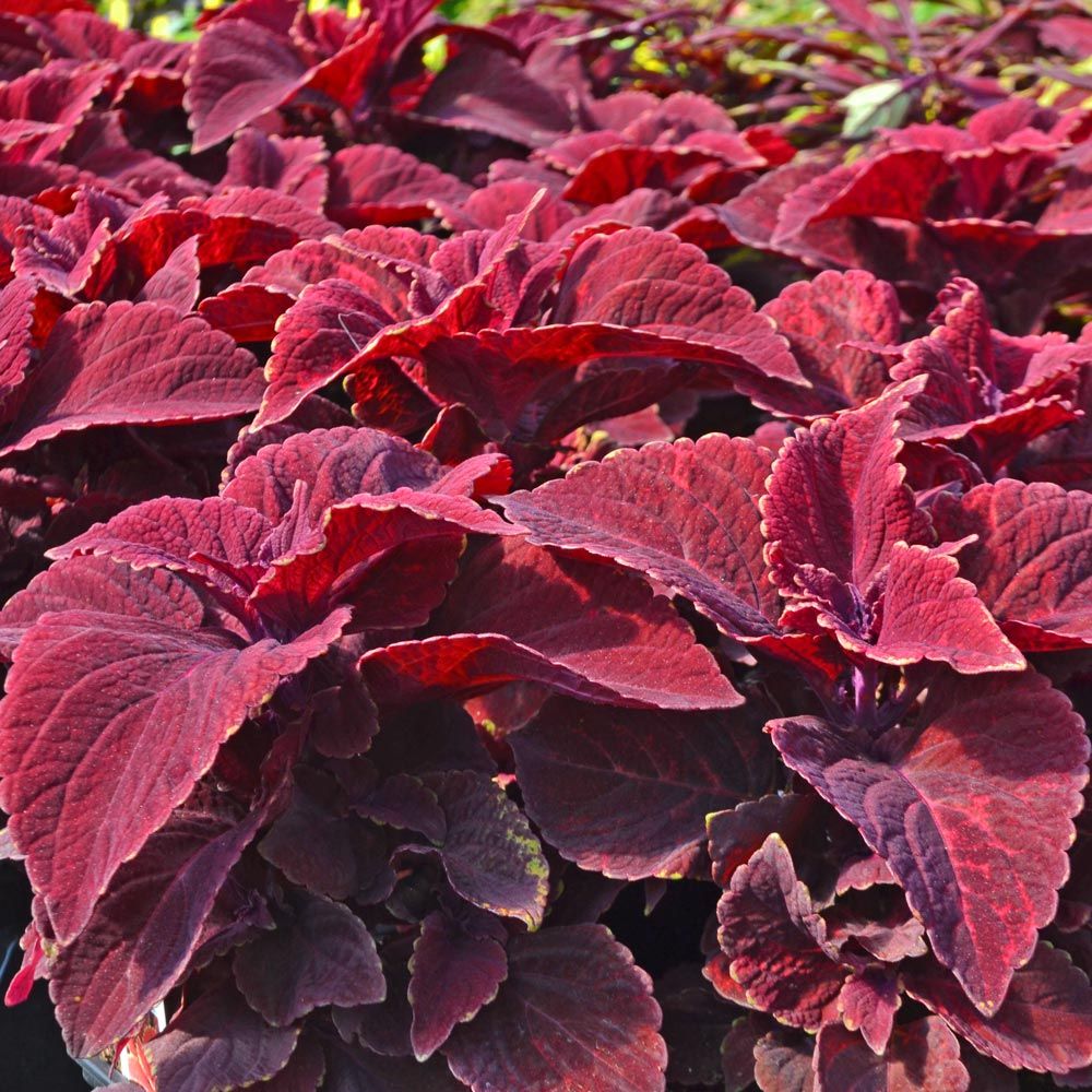 Burgundy Coleus flower seeds