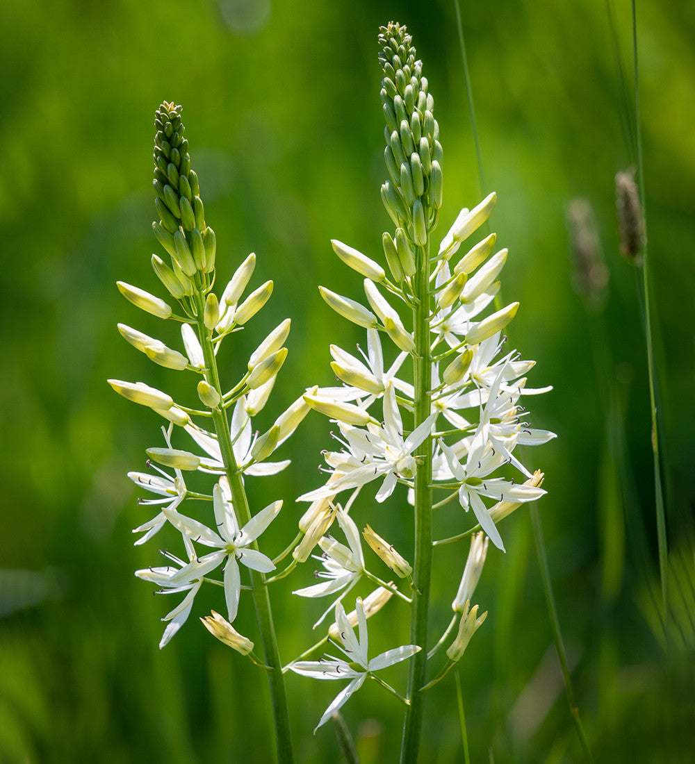 Camassia Leichtlinii flower seeds