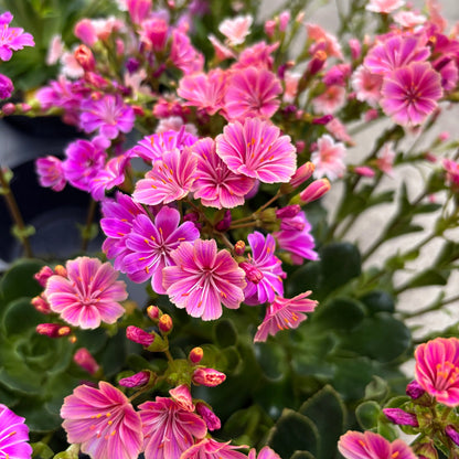Pink Lewisia flower seeds