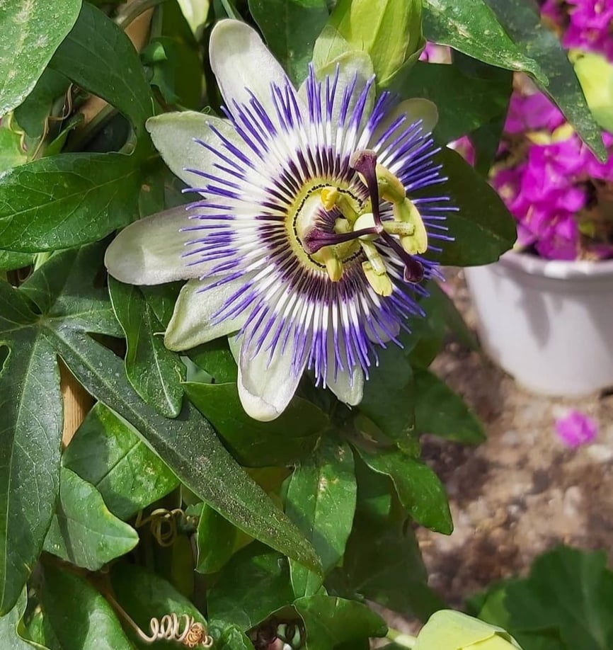 Blue flower seeds