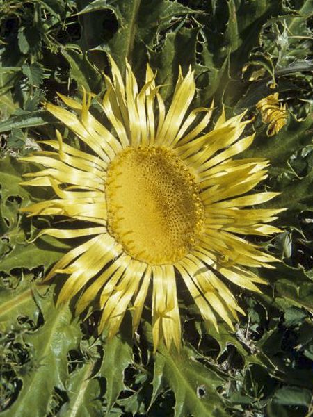 Acanthifolia flower seeds
