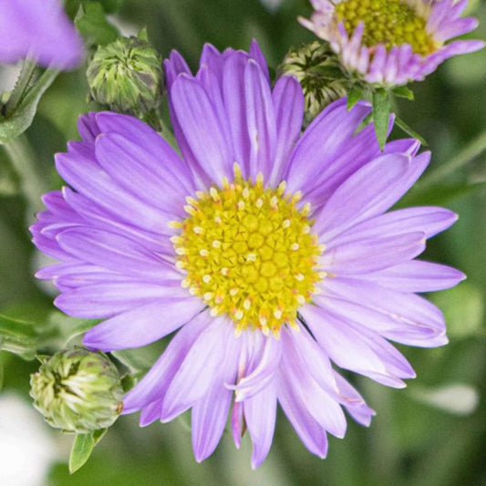 Blue Tataricus flower seeds