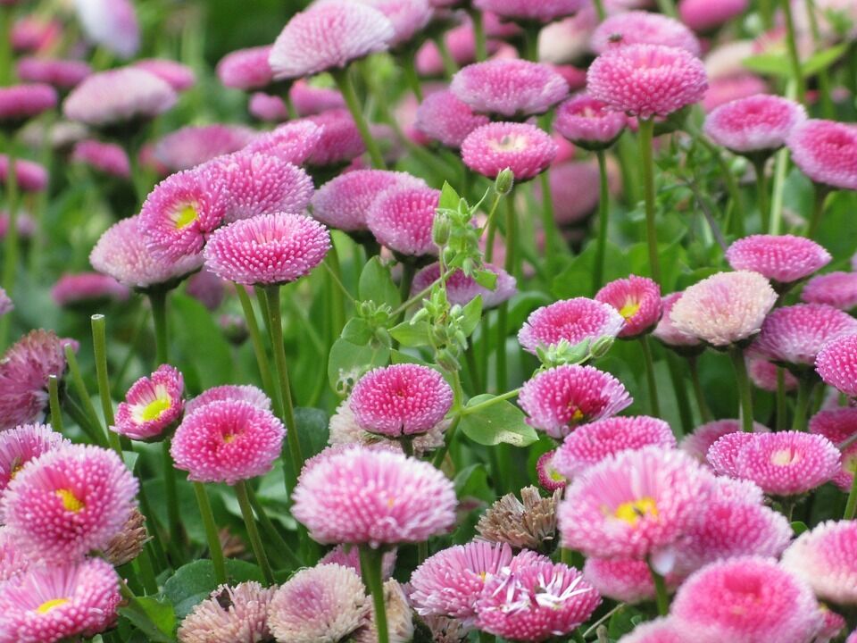 Pink Bellis flower seeds