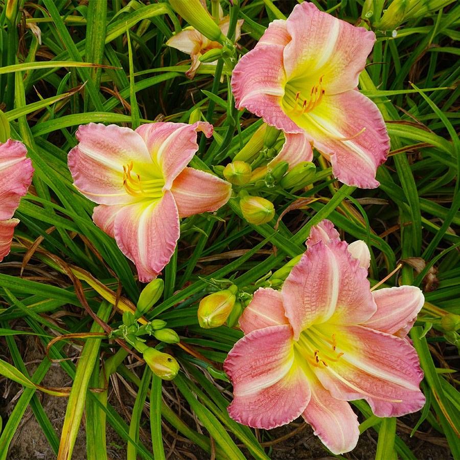 Daylily flower seeds