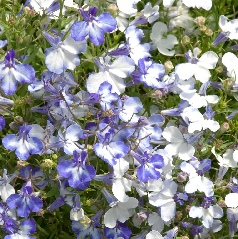 Blue Splash Lobelia plant