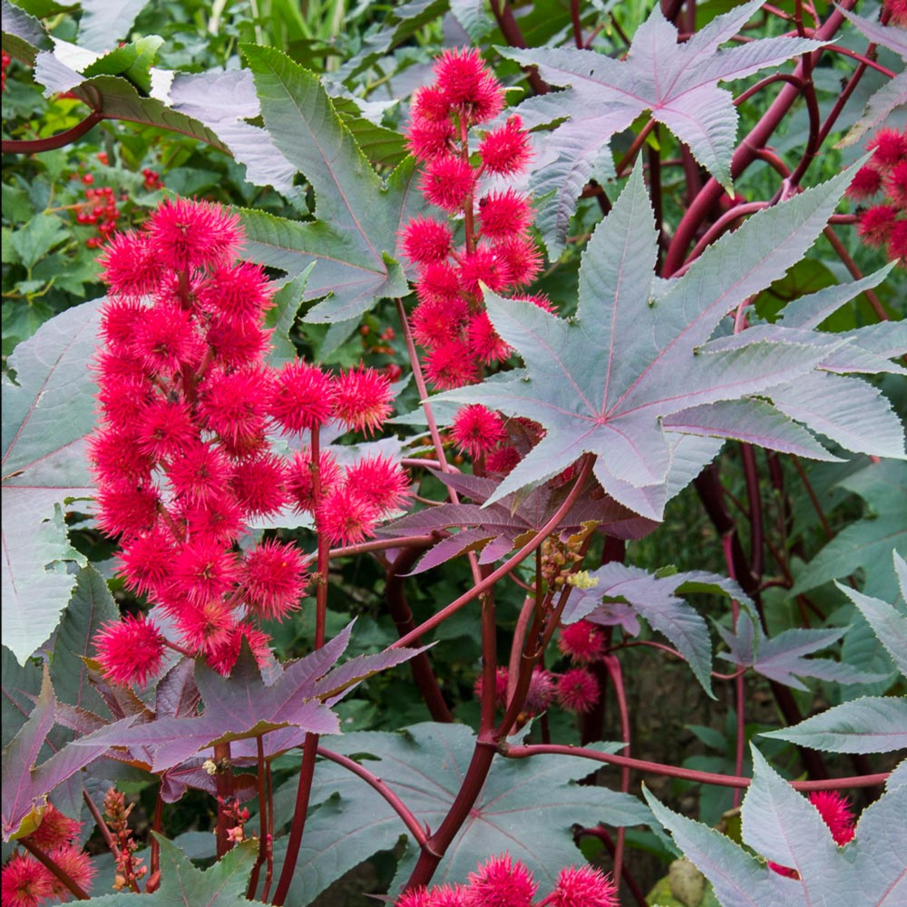 Carmencita flower seeds