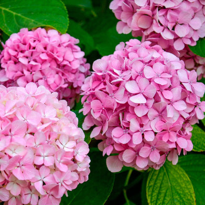 Pink Hydrangea Flower Seeds for Planting – Heirloom Non-GMO Garden Seeds