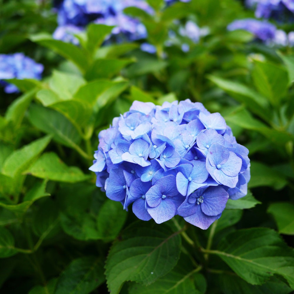 Deep Blue flower seeds