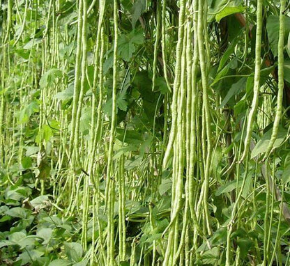 Yardlong Bean Seeds for Planting – Heirloom Non-GMO Garden Seeds