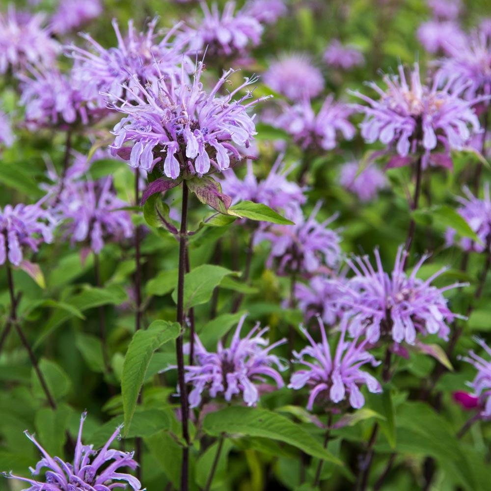 Violet Citriodora flower seeds