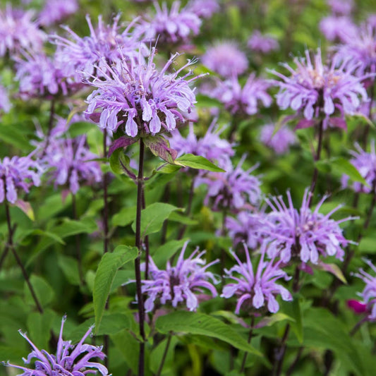 Violet Citriodora flower seeds