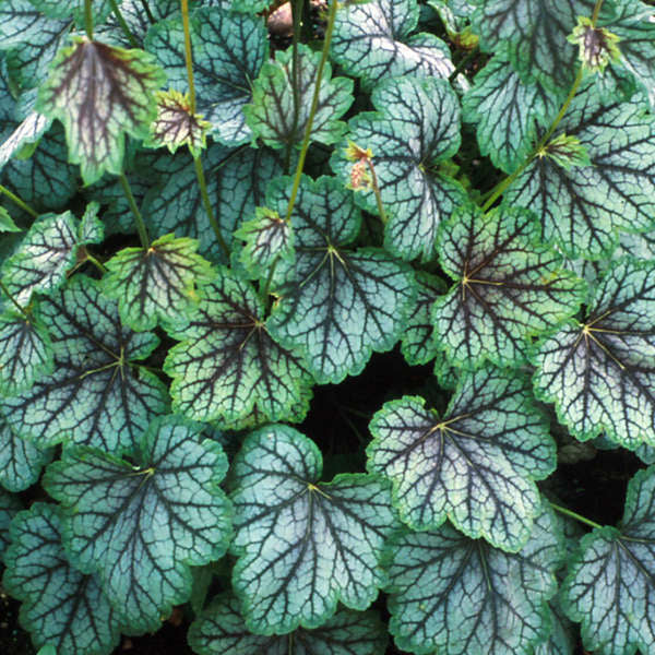 Dark Green flower seeds
