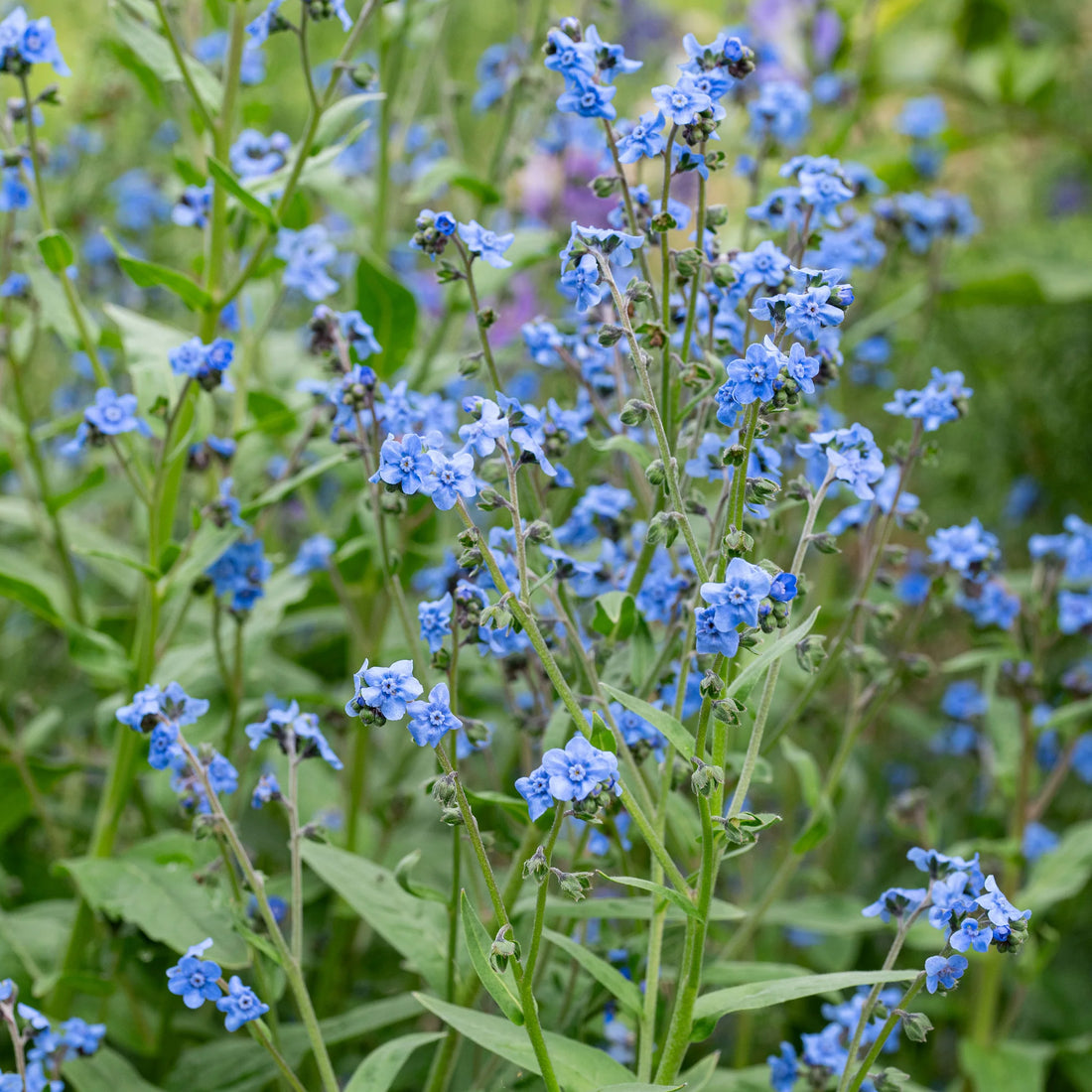 Blue Cynoglossum flower seeds