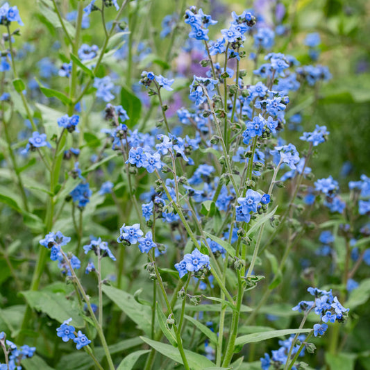 Blue Cynoglossum flower seeds