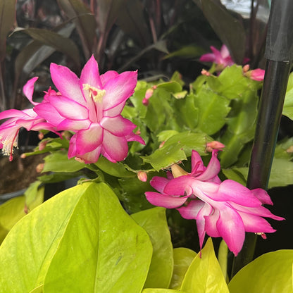 Schlumbergera flower seeds