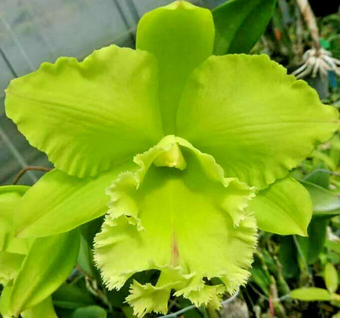Green Cattleya Flower Seeds for Planting – Heirloom Non-GMO Garden Seeds