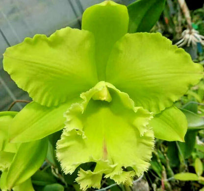 Green Cattleya Flower Seeds for Planting – Heirloom Non-GMO Garden Seeds