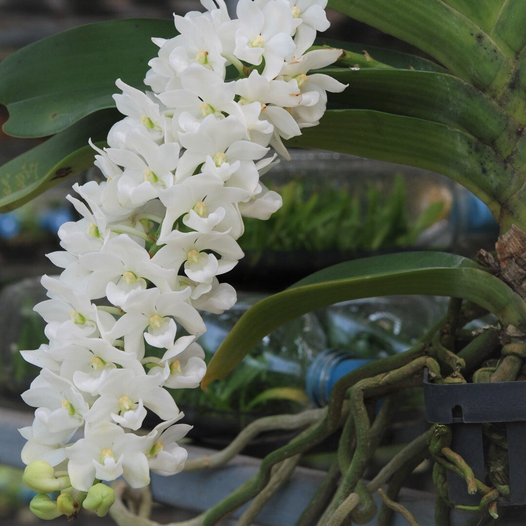 Rhynchostylis flower seeds
