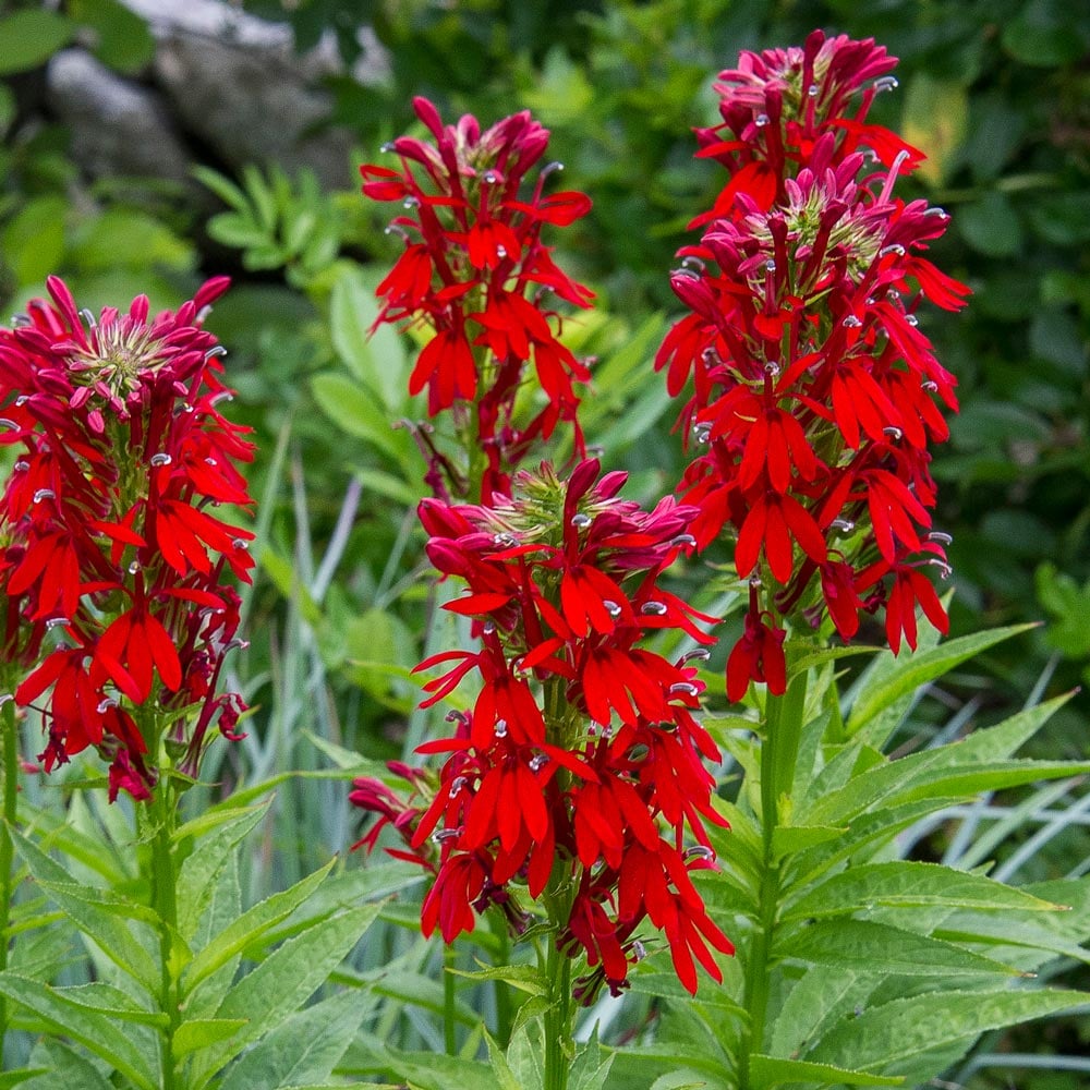 Cardinal flower seeds