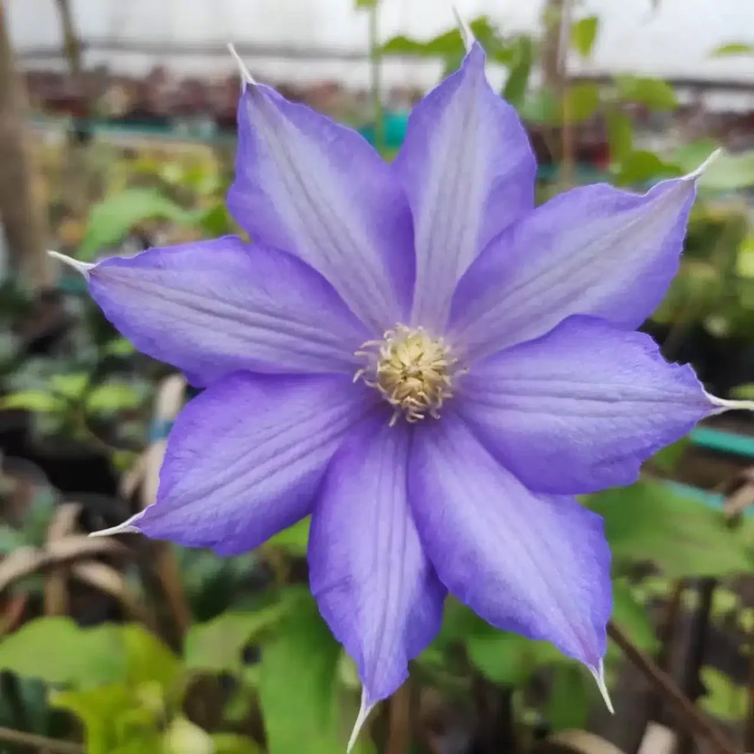 Violet White flower seeds