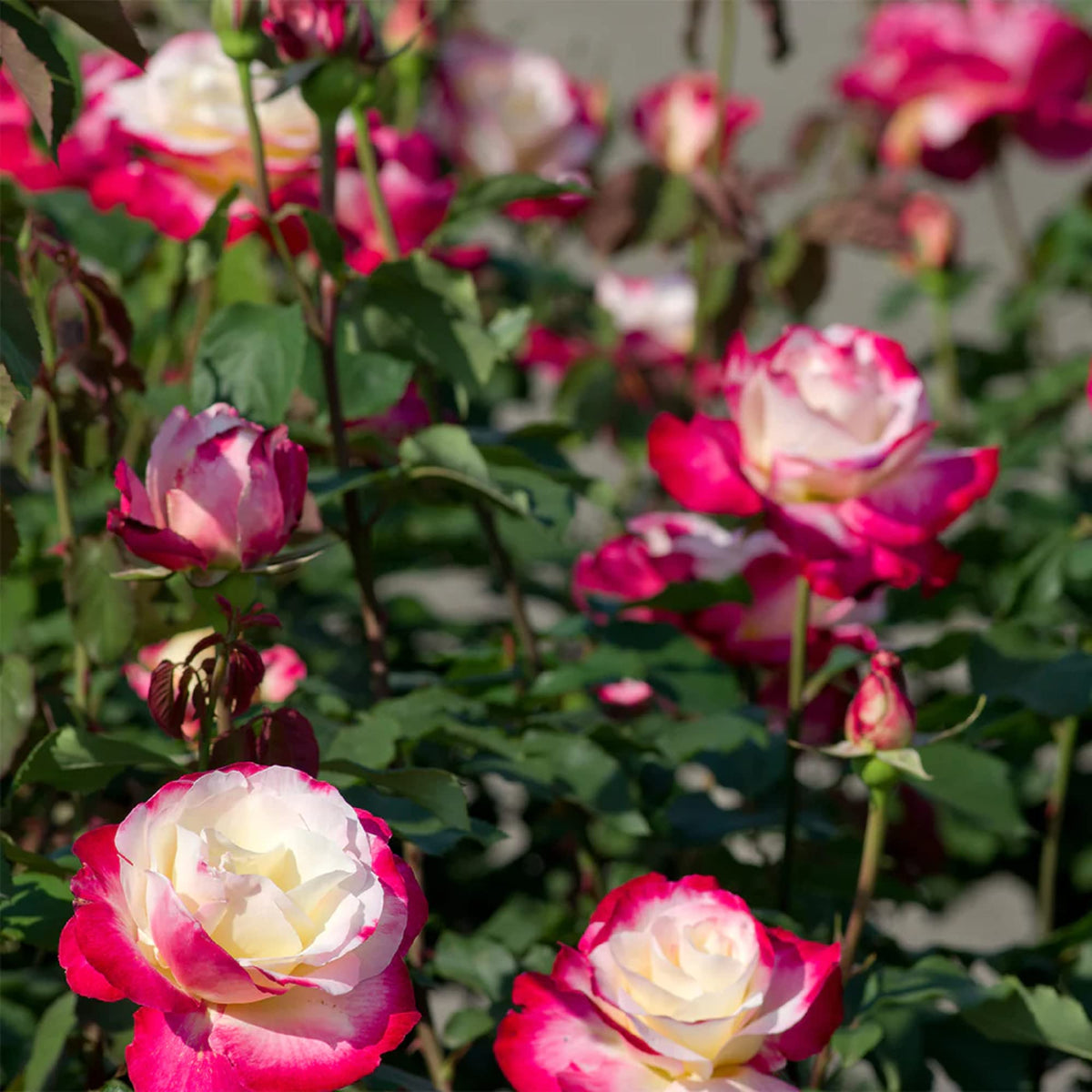 Rosa plant