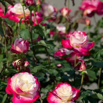 Rosa plant