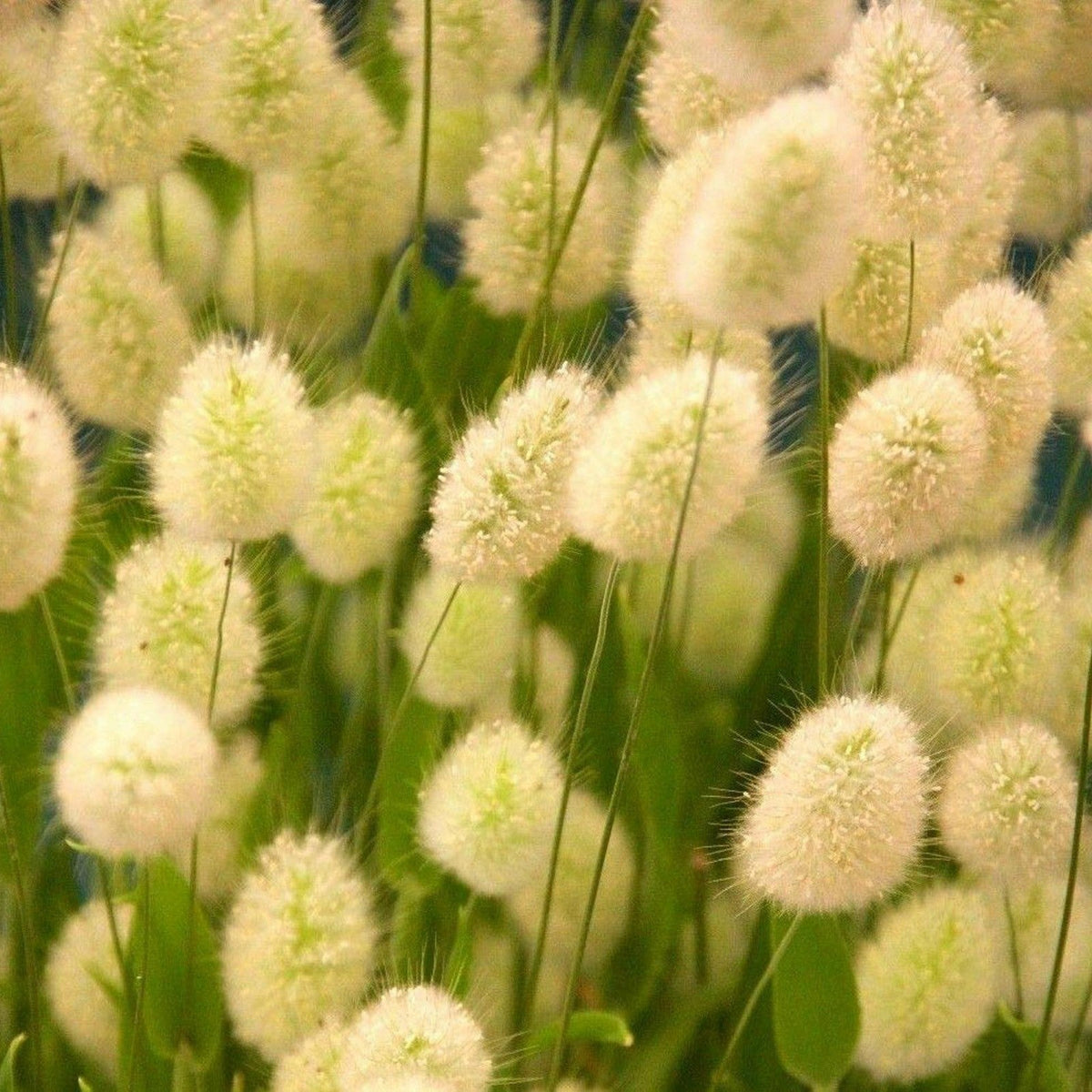 Grass Lagurus Ovatus plant