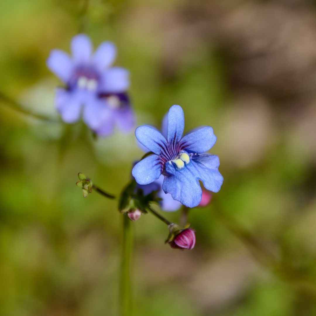 Blue Gem Nemesia plant