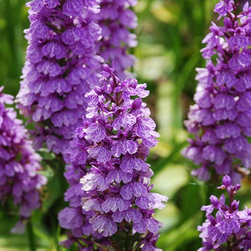 Dactylorhiza flower seeds