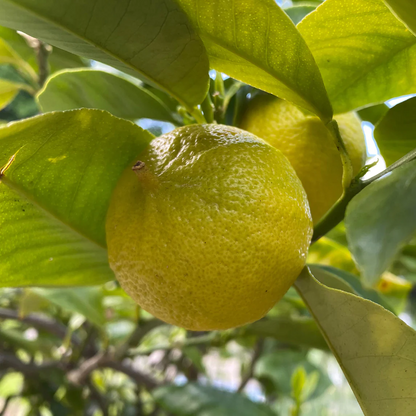 Bergamot Orange plant