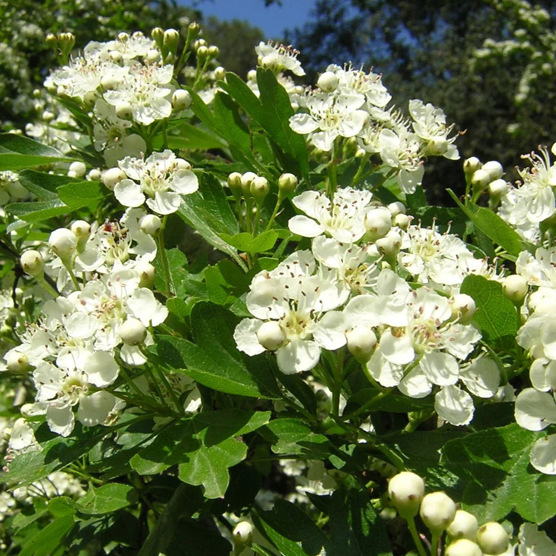 Crataegus flower seeds