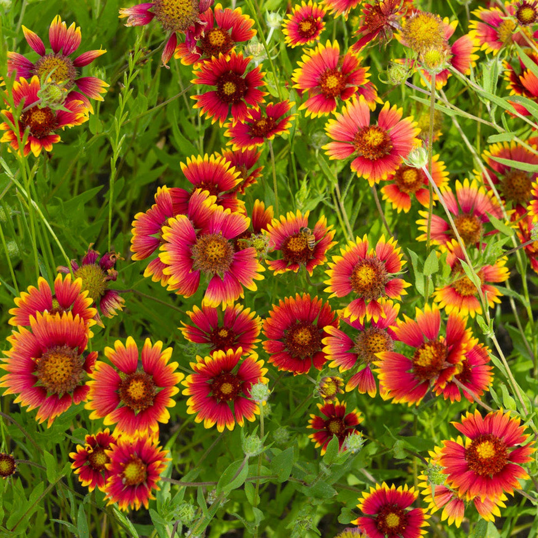 Gaillardia Aristata flower seeds