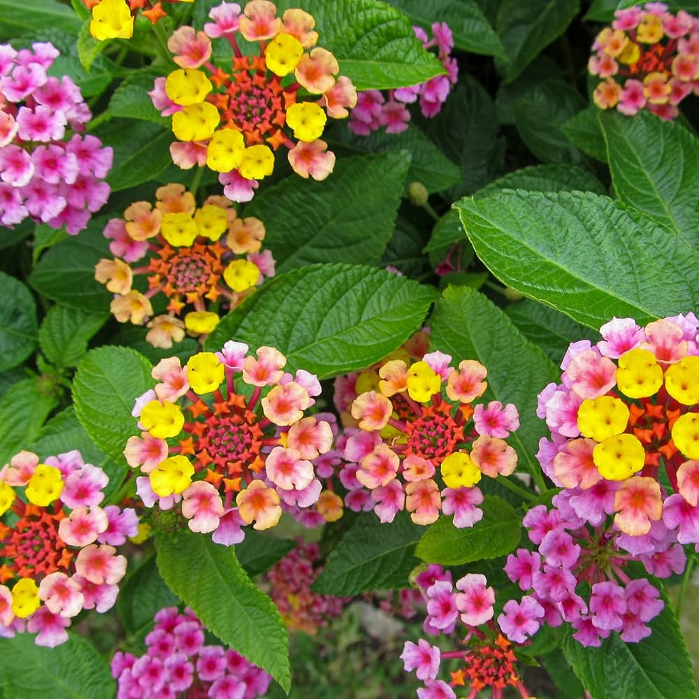Feston Rose flower seeds