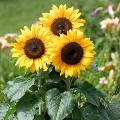 Yellow Sunflower flower seeds