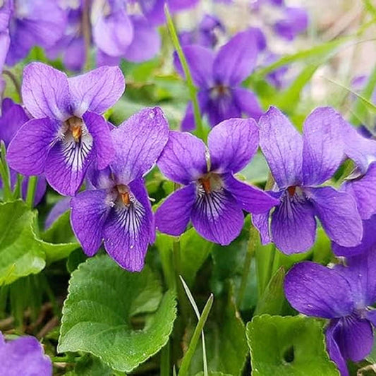 Purple Viola flower seeds