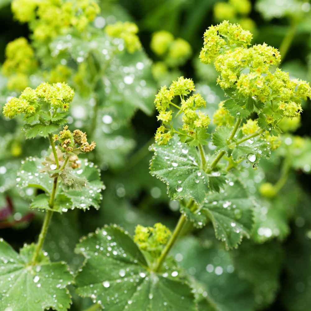 Green Alchemilla flower seeds