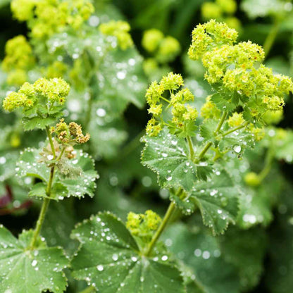 Green Alchemilla flower seeds