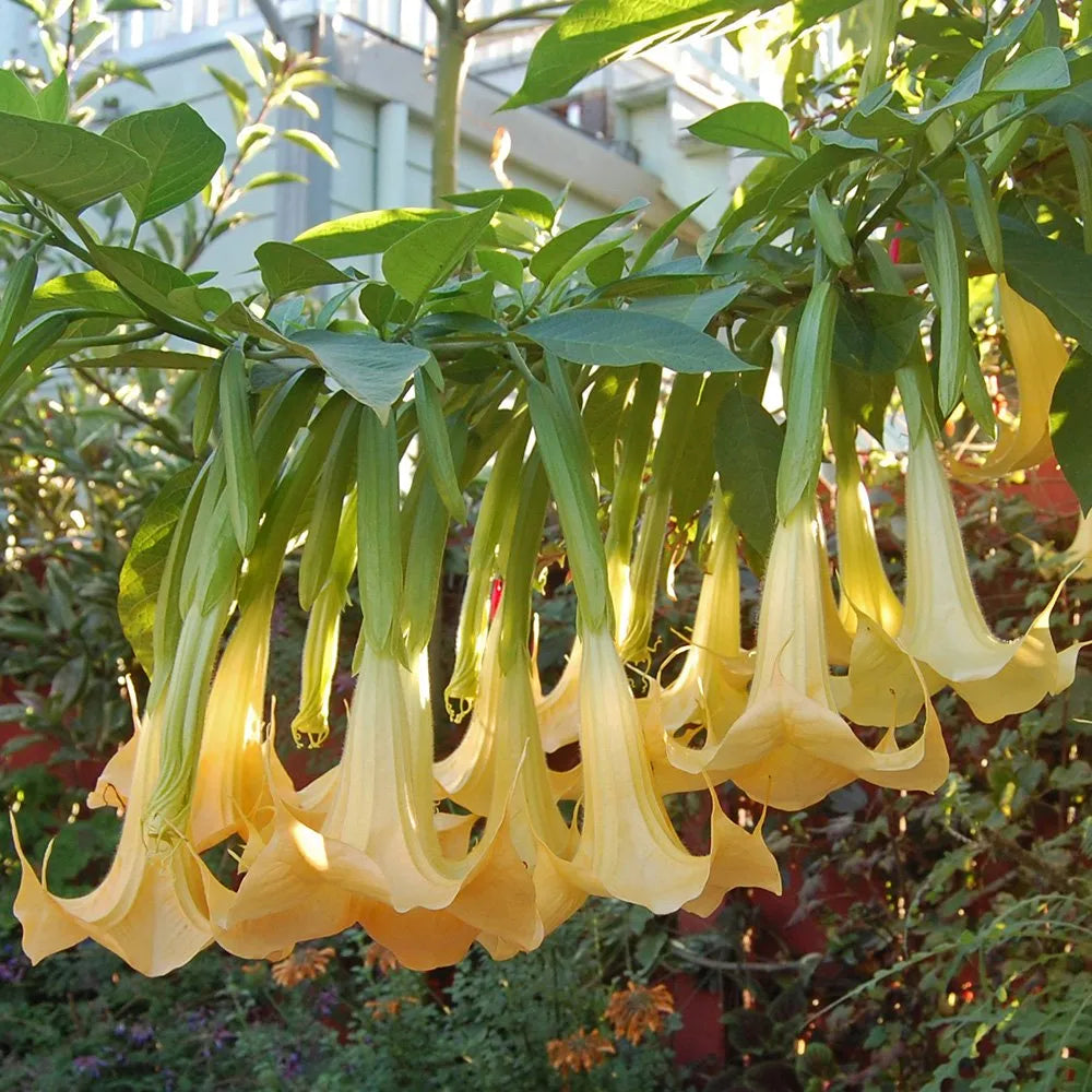Yellow Datura flower seeds