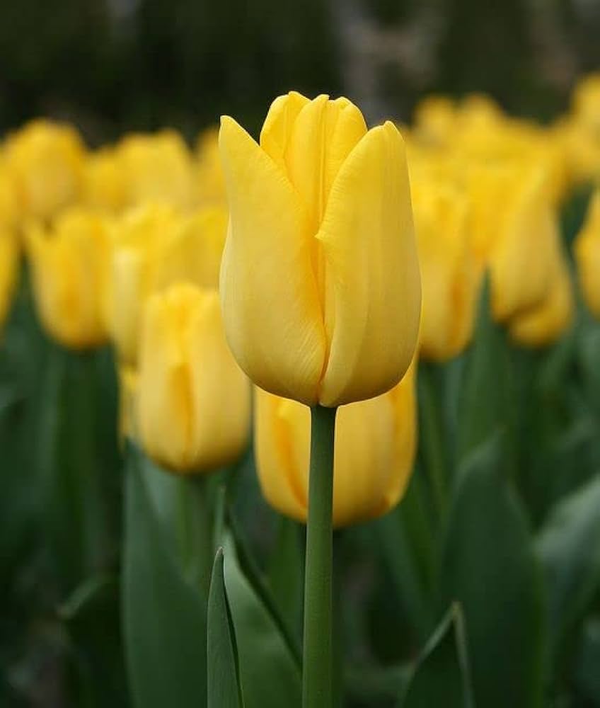 Light Yellow flower seeds
