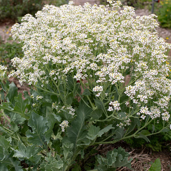 Seakale flower seeds